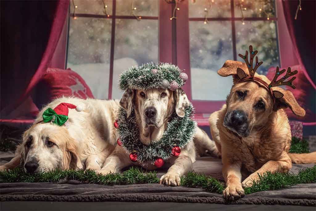 3 dogs wearing Christmas decorations